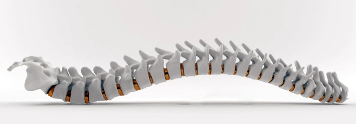 Chiropractic Ventura CA Spinal Image of a complete backbone